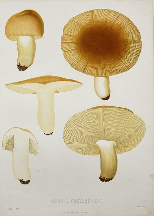 Antique Lithograph - Elias Fries - Russula Consobrina - Mushroom Print - E2