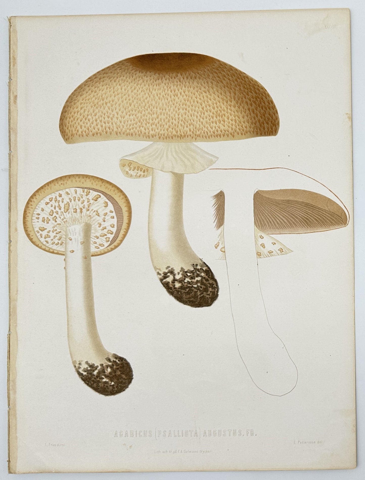 Antique Lithograph - Elias Fries - Amanita Caesarea - Caesar's Mushroom - E2