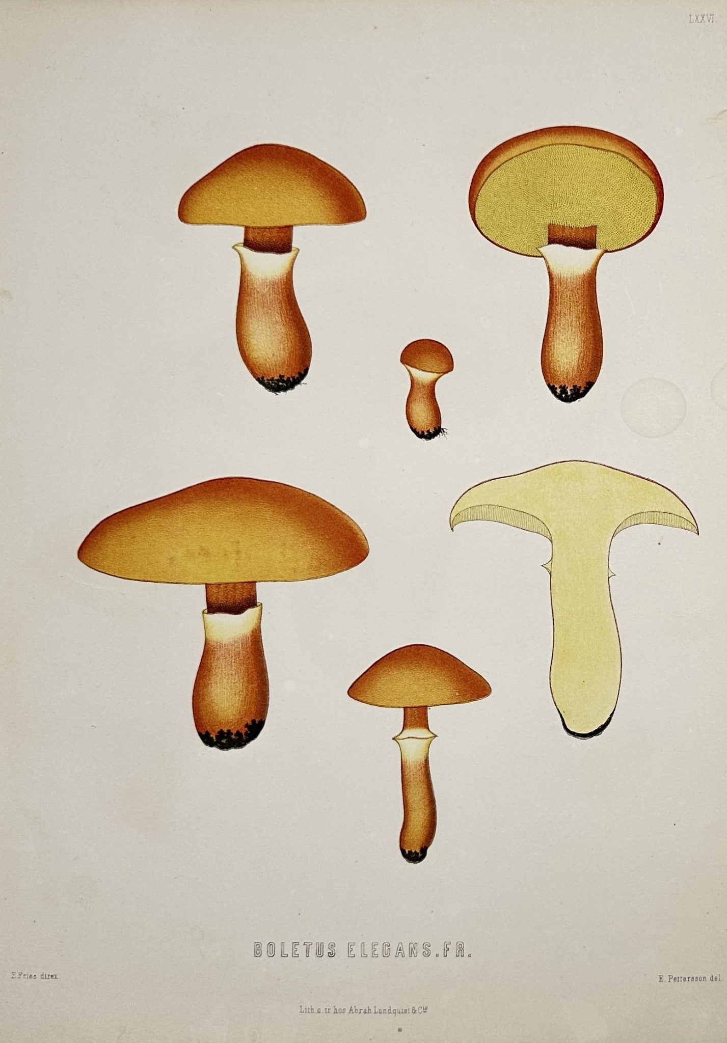 Antique Lithography - Elias Fries - Lactifluus Volemus - Weeping Milk Cap - E2