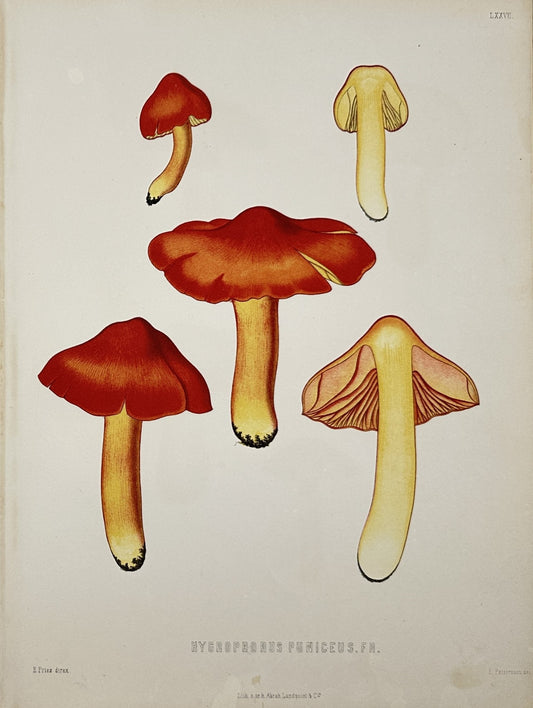 Antique Lithography - Elias Fries - Hygrocybe Punicea - Crimson Waxcap - E2