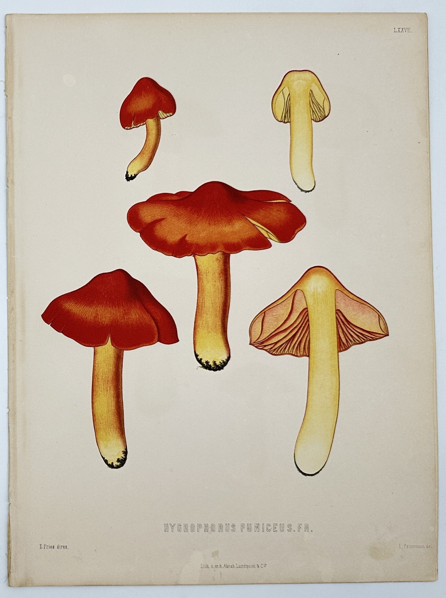 Antique Lithography - Elias Fries - Hygrocybe Punicea - Crimson Waxcap - E2