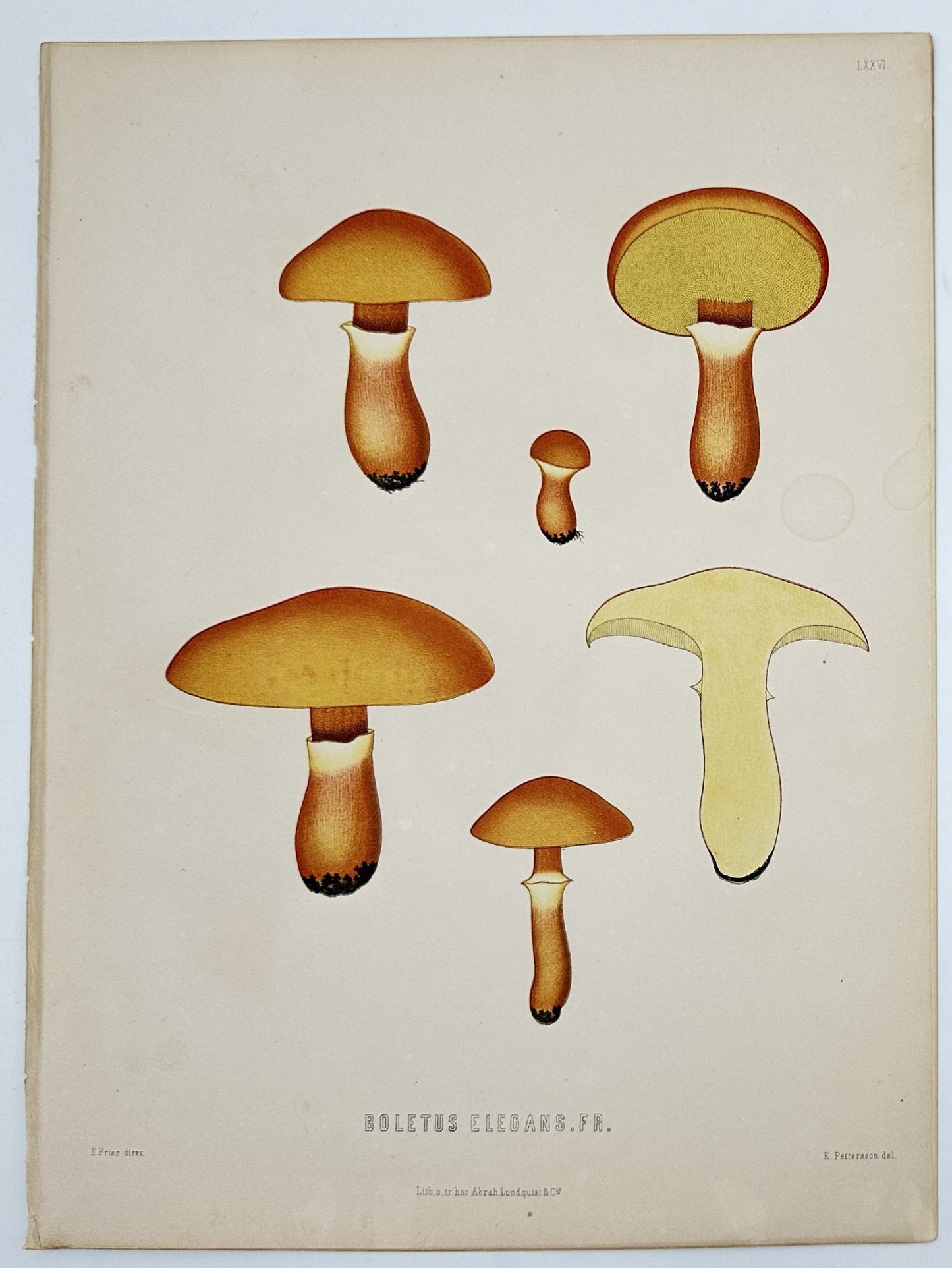 Antique Lithography - Elias Fries - Lactifluus Volemus - Weeping Milk Cap - E2