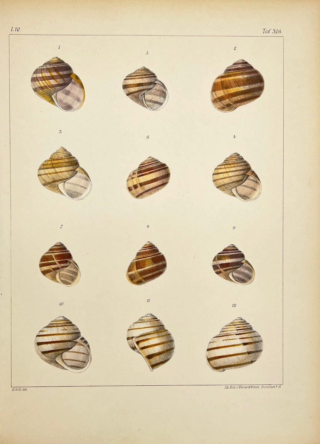 Antique Print - Conchology - Snail Shell - Grove Snail - Friedrich Martini - Dahlströms Fine Art