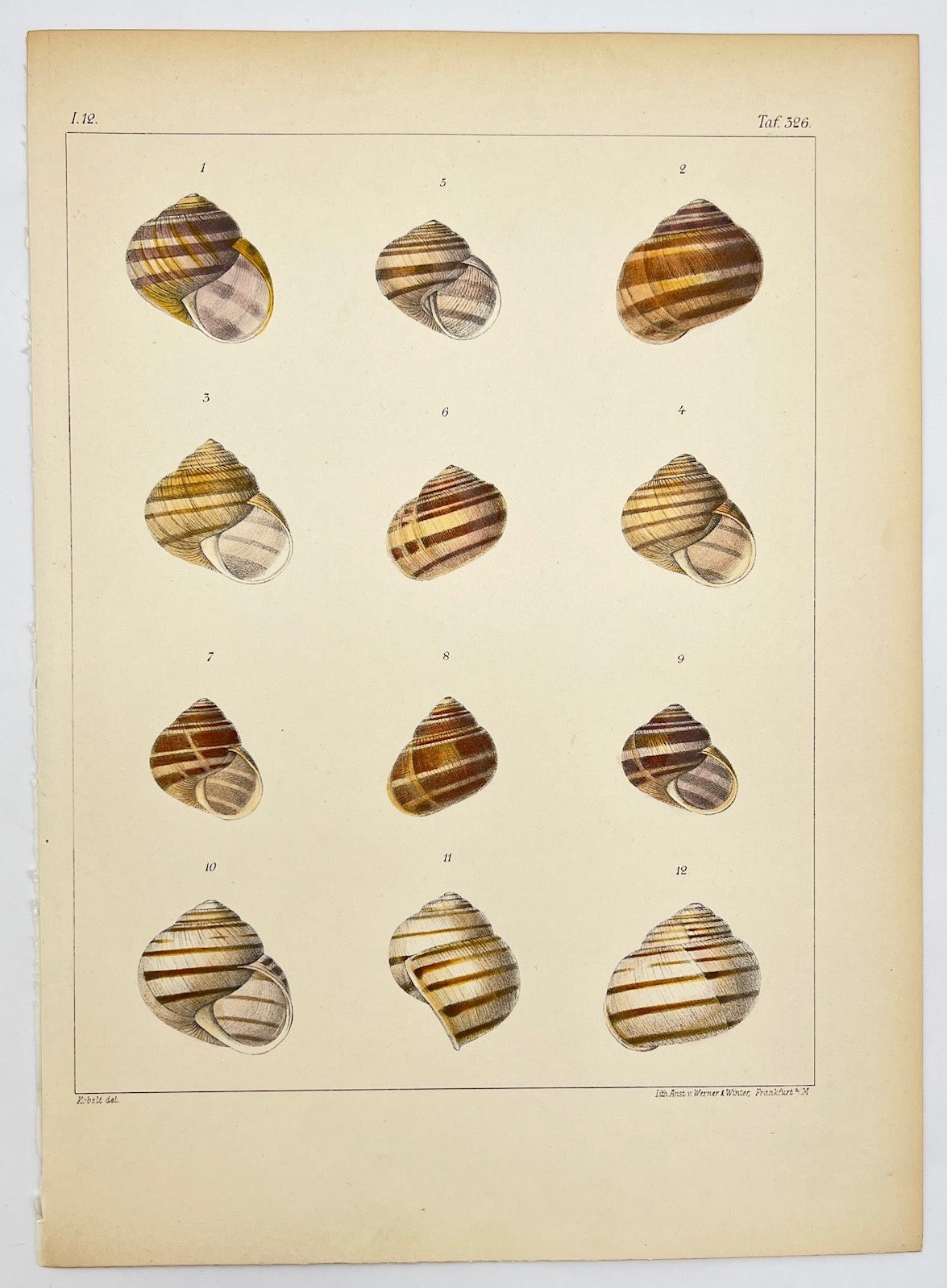 Antique Print - Conchology - Snail Shell - Grove Snail - Friedrich Martini - Dahlströms Fine Art